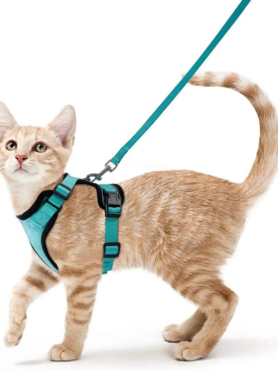 Arnés para acostumbrar al gato a salidas supervisadas
