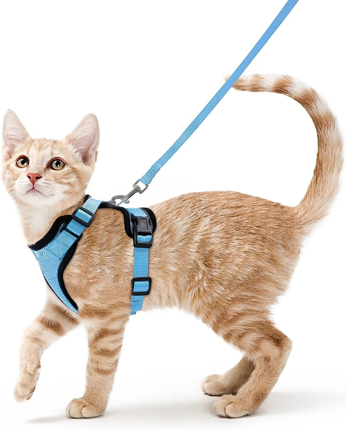 Correa y arnes para gatos pequenos en tallas XS y S