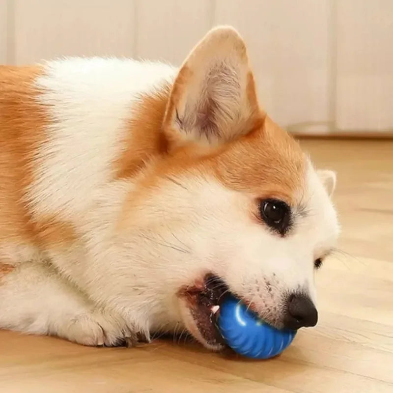 Pelota con movimiento para juego interactivo canino