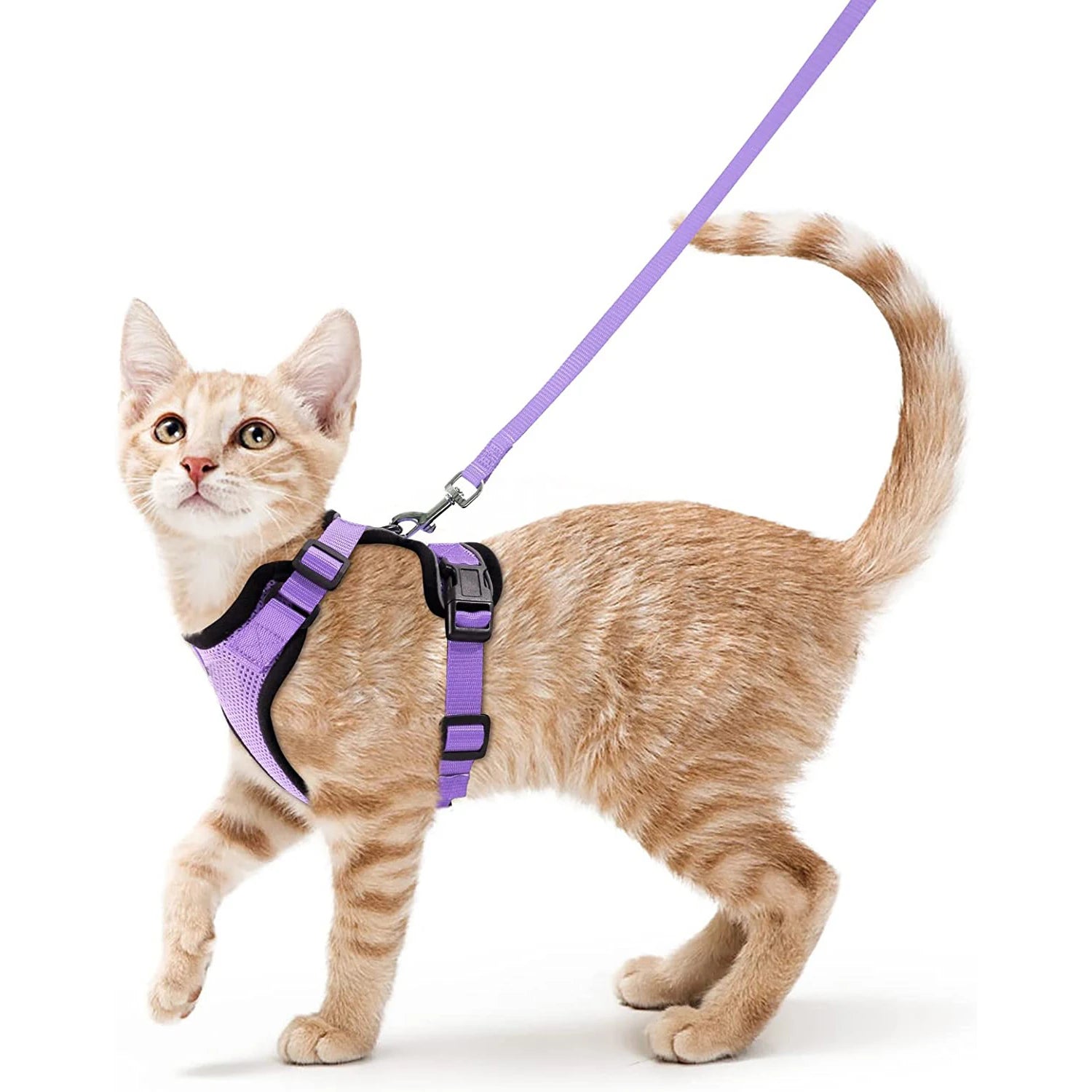 Arnes tipo chaleco para paseo controlado de gatos