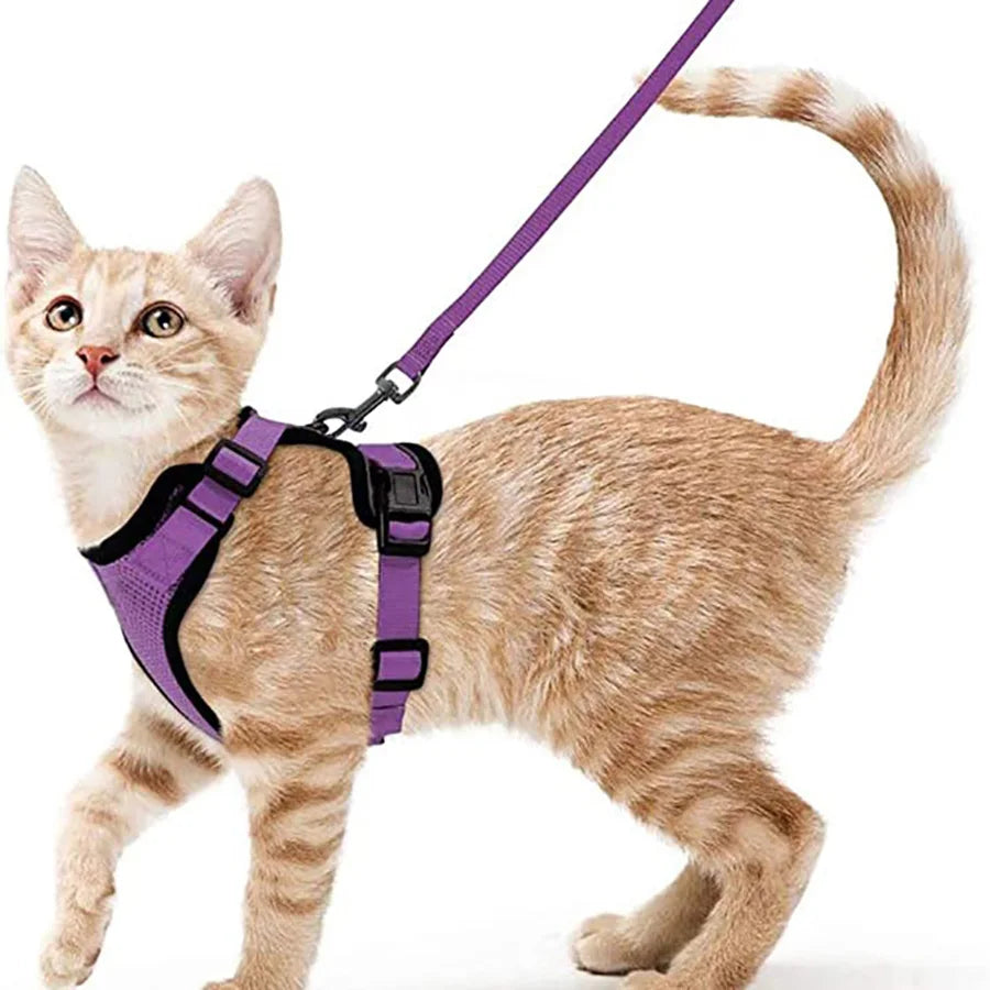 Correa de paseo para gatos domésticos